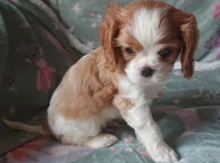 Cavalier King charles spaniel puppies available Image eClassifieds4u 2