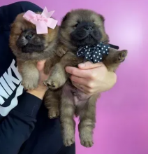 Chow chow puppies near me Image eClassifieds4u 1
