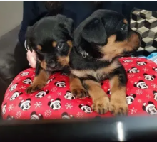 Cute Rottweiler puppies near me Image eClassifieds4u 2