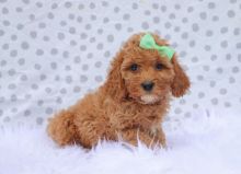 Find your fur companion in a Cavapoo puppy Image eClassifieds4u 2