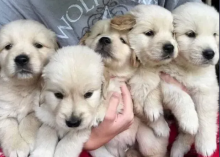 Golden retriever puppies in Calgary Image eClassifieds4u 1
