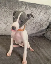 Italian greyhound puppies available Image eClassifieds4u 2