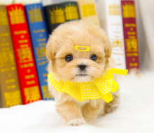 Maltipoo male and female puppies available Image eClassifieds4u 2
