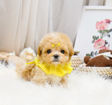 Maltipoo puppies available Image eClassifieds4u 2