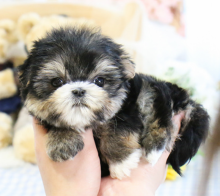 Morkie puppies available Image eClassifieds4u 2