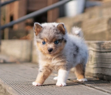 Pomsky pups available Image eClassifieds4u 1