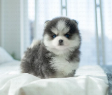 Pomsky pups available Image eClassifieds4u 2