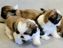 Shih Tzu puppies available Image eClassifieds4u 3