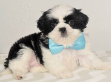 Shih Tzu puppies available Image eClassifieds4u 4