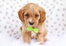 Stunning litter of Cavapoo puppies ready for their new homes Image eClassifieds4U