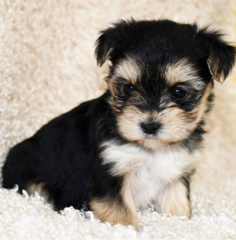 Morkie puppies available Image eClassifieds4u