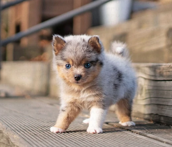 Pomsky pups available Image eClassifieds4u