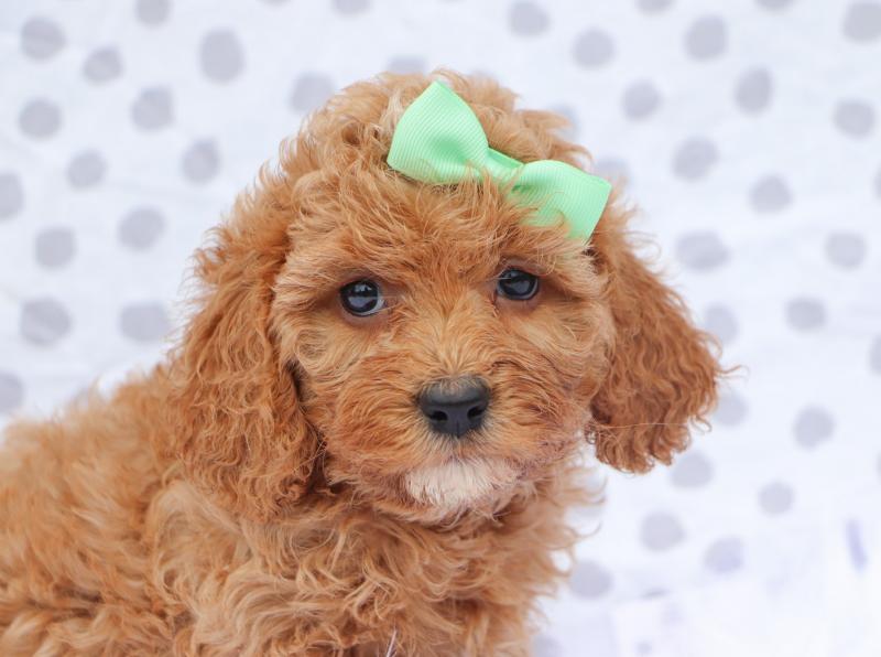 Super adorable Cavapoo Puppies need new homes Image eClassifieds4u