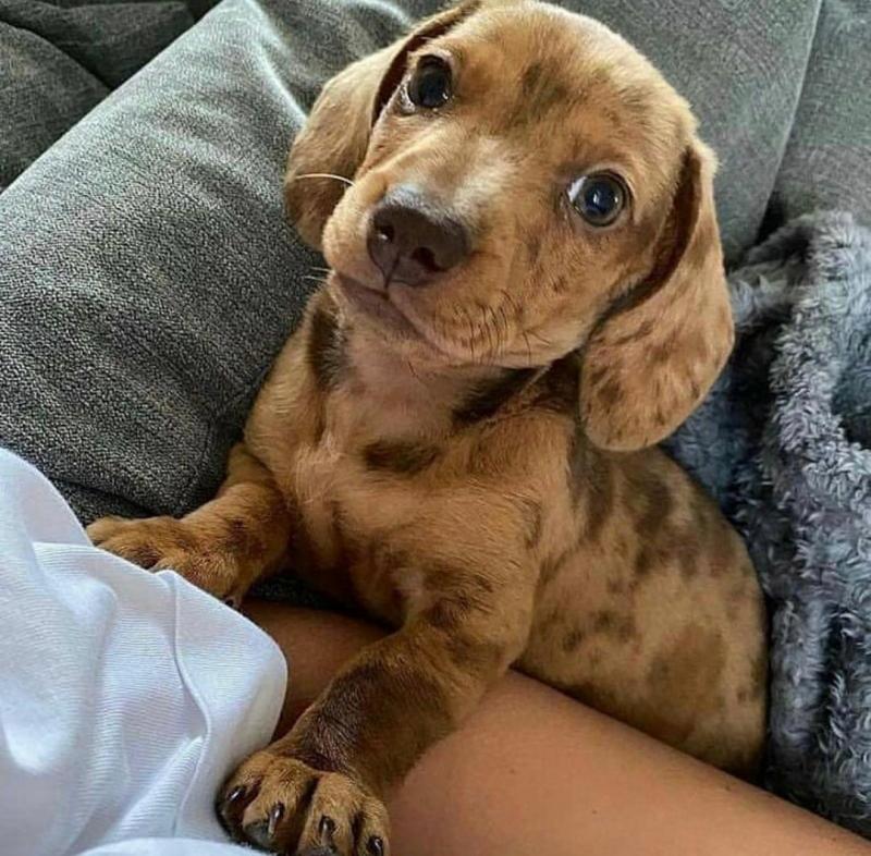 Sweet Dachshund Puppies For Adoption Image eClassifieds4u