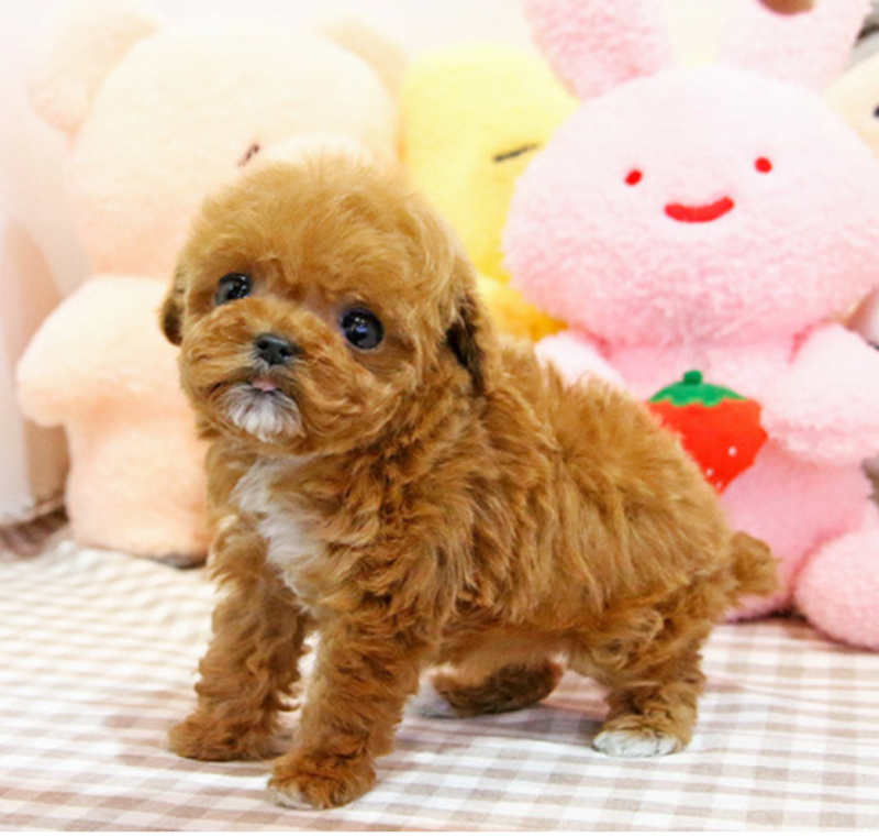 Toy poodle puppies near me Image eClassifieds4u