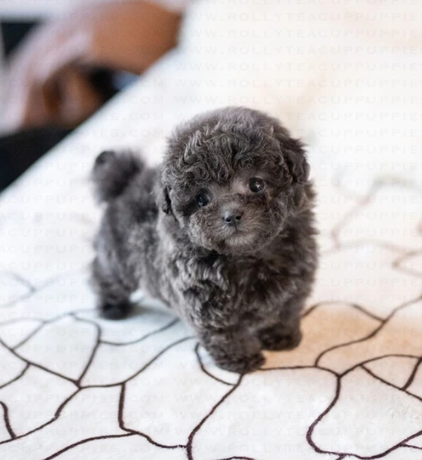 Toy poodle puppies near me Image eClassifieds4u