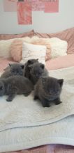 cdggj Stunning And Affordable British Shorthair Kittens