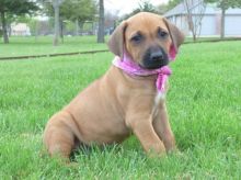 Rhodesian Ridgeback puppies, (267) 820-9095 or amandamoore339@gmail.com