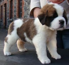 saint bernard puppies, (267) 820-9095 or amandamoore339@gmail.com