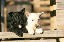 Scottish Terrier puppies, (267) 820-9095 or amandamoore339@gmail.com
