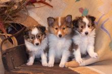 Shetland Sheepdog puppies, (267) 820-9095 or amandamoore339@gmail.com