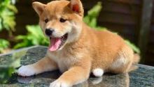 Shiba Inu puppies, (267) 820-9095 or amandamoore339@gmail.com