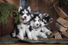 Siberian Husky puppies ,(267) 820-9095 or amandamoore339@gmail.com