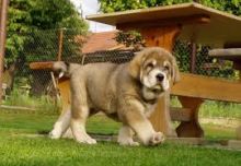 Spanish Mastiff puppies, (267) 820-9095 or amandamoore339@gmail.com