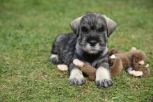 Standard Schnauzer puppies, (267) 820-9095 or amandamoore339@gmail.com