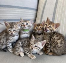xzxvfdjytk Bengal Kittens