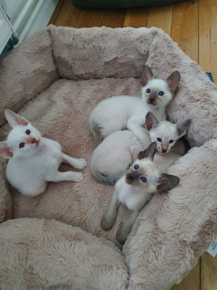 fantastic males and females Siamese kitten Image eClassifieds4u