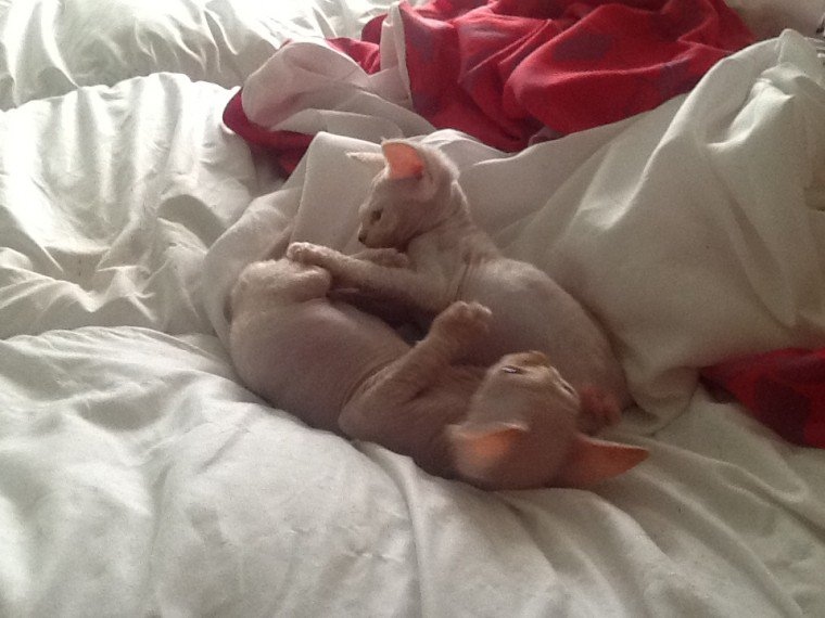 hyi Devon Rex Kittens from fantastic lines. Image eClassifieds4u