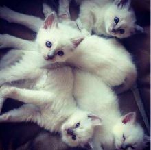 ccbgn Two Birman kittens left. Image eClassifieds4U