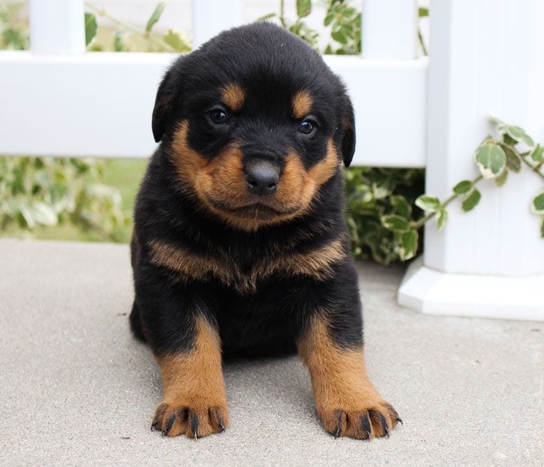 Rottweiler puppies, (267) 820-9095 or amandamoore339@gmail.com Image eClassifieds4u