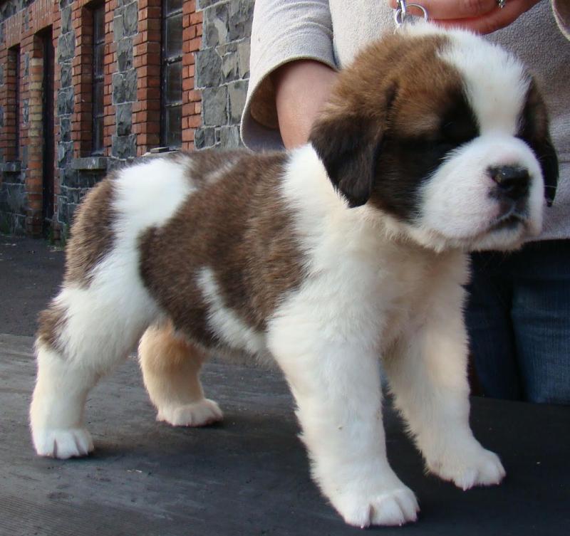 saint bernard puppies, (267) 820-9095 or amandamoore339@gmail.com Image eClassifieds4u