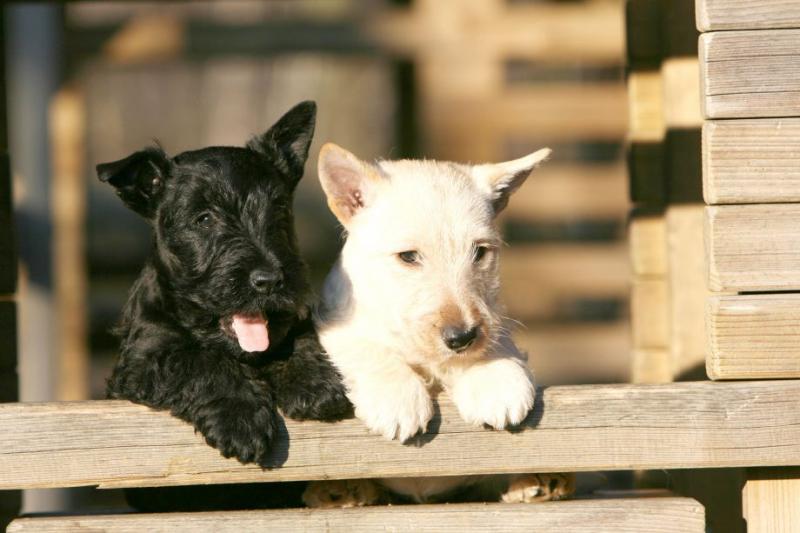 Scottish Terrier puppies, (267) 820-9095 or amandamoore339@gmail.com Image eClassifieds4u