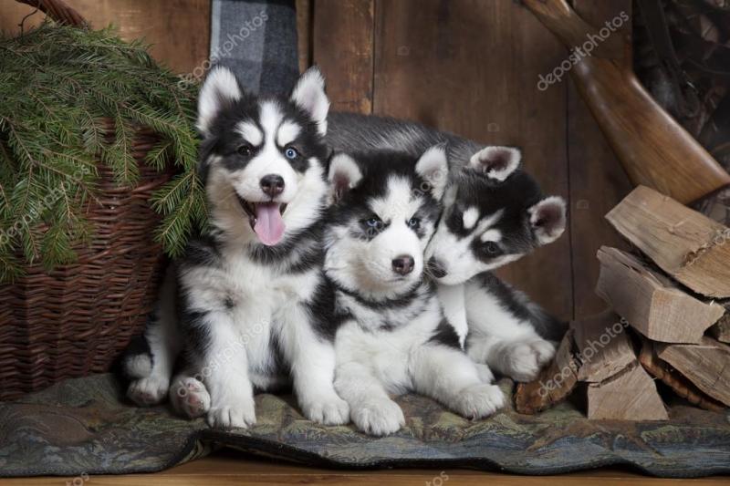 Siberian Husky puppies ,(267) 820-9095 or amandamoore339@gmail.com Image eClassifieds4u