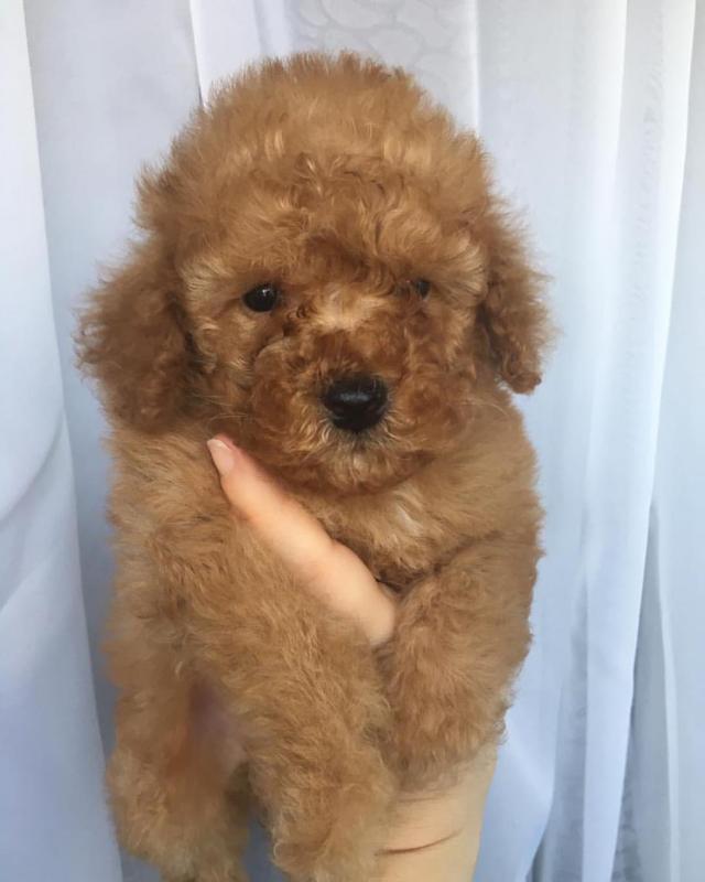Male and female toy poodle puppies contact us at jl245289@gmail.com Image eClassifieds4u