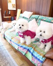 adorable bichon frise puppies for adoption