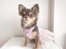 Amazing chihuahua puppies for adoption