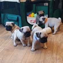 Joyful lovely Male and Female Pug Puppies for adoption