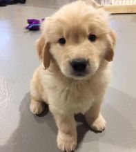 Lovely golden retriever puppies available.