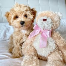 Smart maltipoo puppies for adoption.