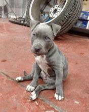 Cute lovely Male and Female American Blue Nose Pitbull Puppies for adoption Image eClassifieds4u 2