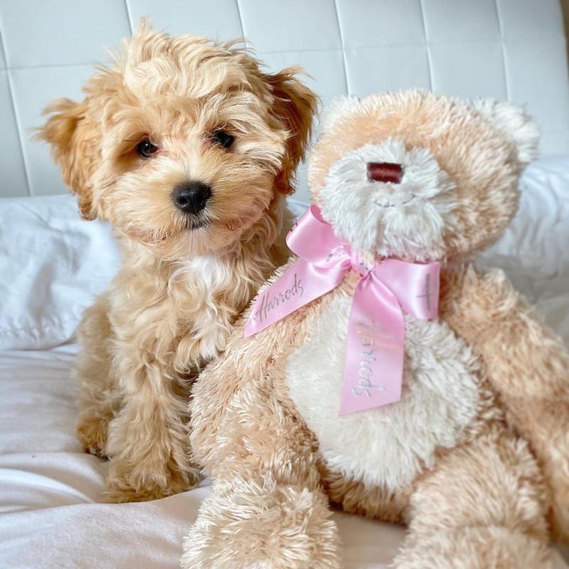 Smart maltipoo puppies for adoption. Image eClassifieds4u