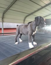 Wonderful lovely Male and Female Boxer Puppies for adoption