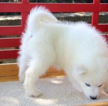 Adorable lovely Male and Female Samoyed Puppies for adoption Image eClassifieds4U