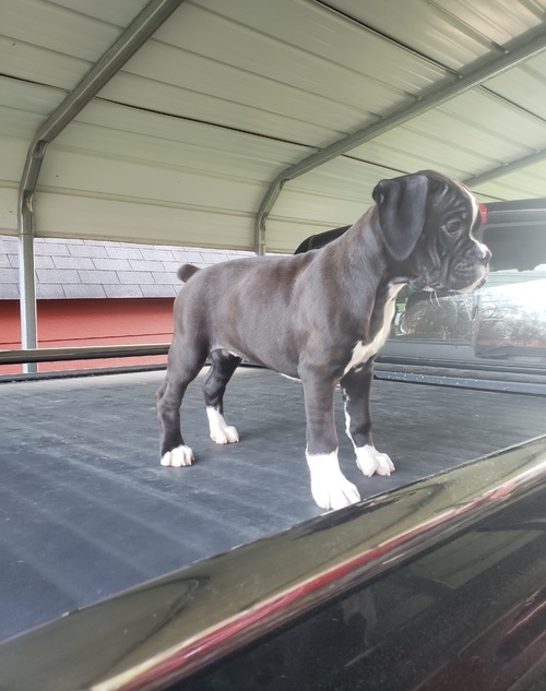 Wonderful lovely Male and Female Boxer Puppies for adoption Image eClassifieds4u