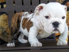 Adorable lovely Male and Female English Bulldog Puppies for adoption