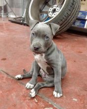 Cute lovely Male and Female American Blue Nose Pitbull Puppies for adoption